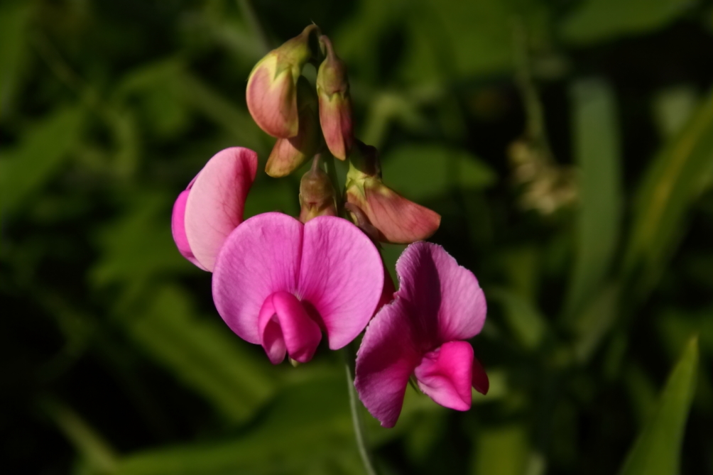 2012 06 18 6174